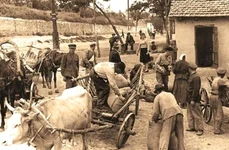 Marea foamete din Ucraina (1932 1933): genocid împotriva propriului popor jpeg