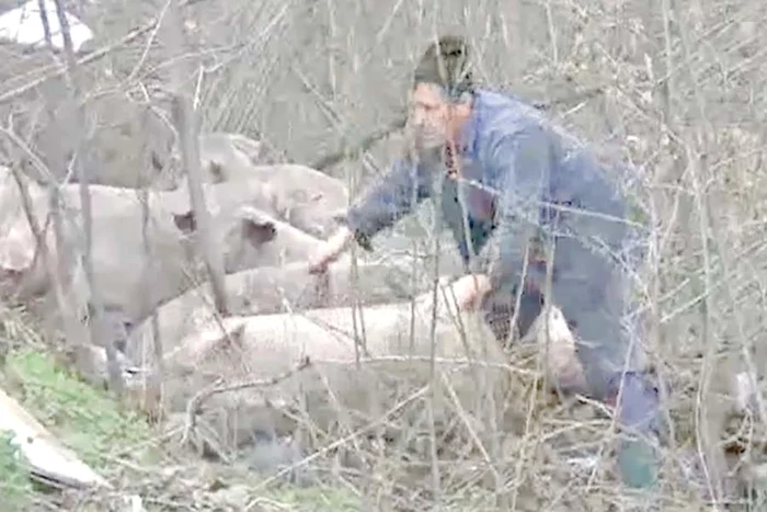 Toate animalele au supravieţuit în urma căzăturii (FOTO: MEDIAFAX / CAPTURI REALITATEA.net)