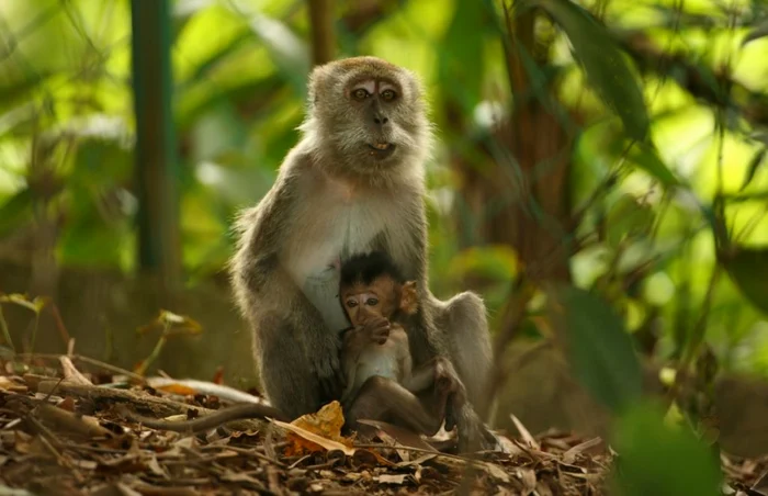 Deşi par nişte animale foarte drăguţe şi jucăuşe, maimuţele pot fi şi periculoase pentru turişti FOTO Gulliver/Getty Images