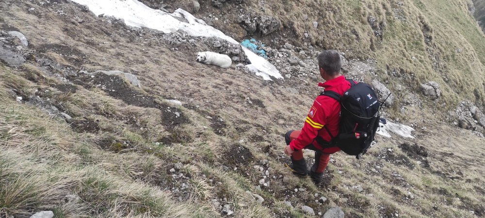 Câine salvat dintr-o prăpastie de 200 metri, într-o zonă a Bucegilor în care „niciun om nu a scăpat cu viață”