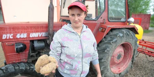 Viorica Nistor se mândreşte cu cartofi de cea mai bună calitate.