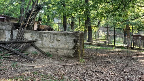 Zoo Hunedoara  Foto Daniel Guță Adevărul (5) jpg