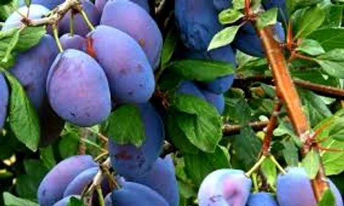 multe prune  jpeg