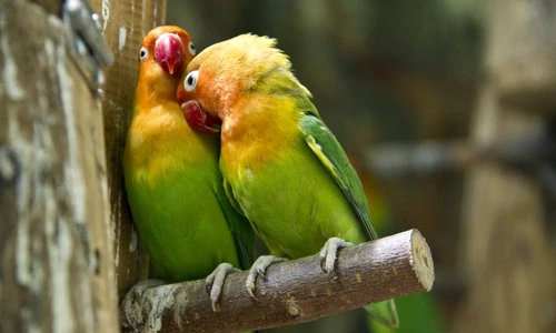 1 62102 original jpg jpeg