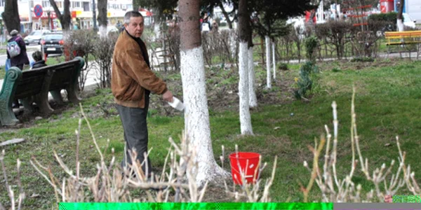 „Pictarea” tulpinilor este una dintre activităţile care ne aduc aminte de munca patriotică