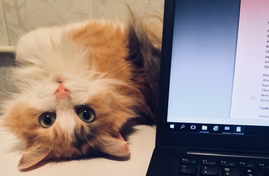Test de cultură generală: Pisici, pisici! E plină lumea de feline
