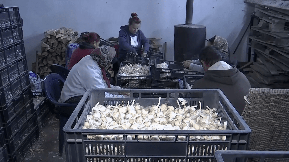 MADR alocă 6 milioane de euro pentru producția de usturoi. Ce condiții trebuie îndeplinite