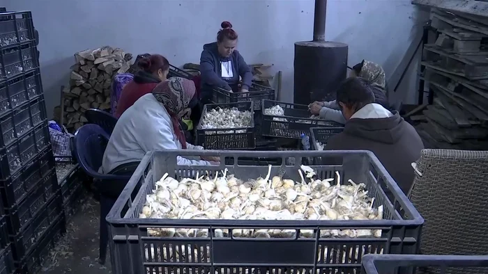 La Râmnicelu se însămânțează usturoiul. FOTO Iulian Bunilă