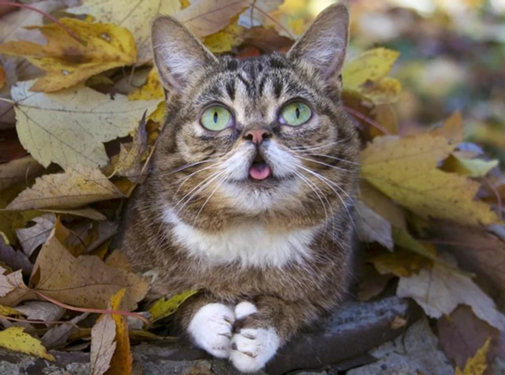 
    Pisica Lil Bub a murit în somn, duminică, 1 decembriefoto: arhivă personală/Instagram  