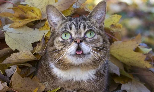 lil bub png