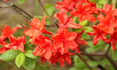 1 81881 original jpg jpeg