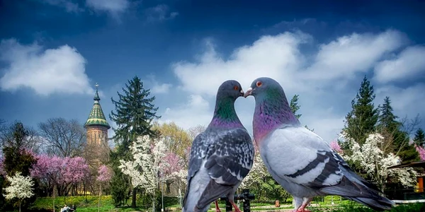 Timişoara a înflorit spectaculos FOTO Răzvan Vitionescu