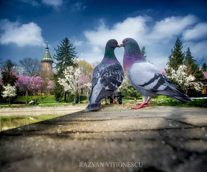 Timişoara a înflorit spectaculos FOTO Răzvan Vitionescu