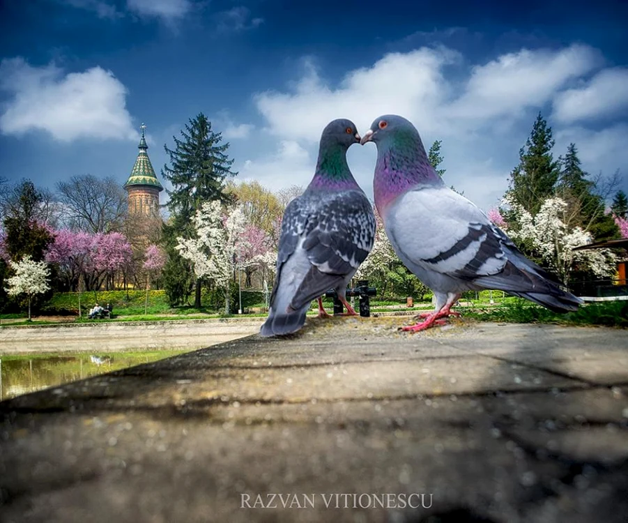 Timişoara a înflorit spectaculos FOTO Răzvan Vitionescu