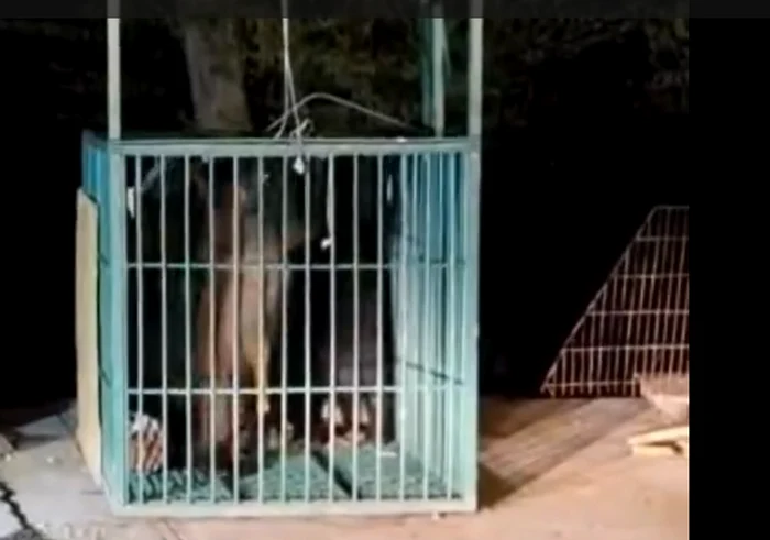 Animalele au fost capturate FOTO: captura video