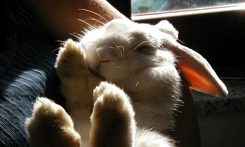 1 83053 original jpg jpeg