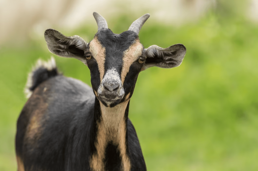 Animale de la ZOO, gătite de Anul Nou. La ordinul cui au fost ucise patru capre rare în Mexic 