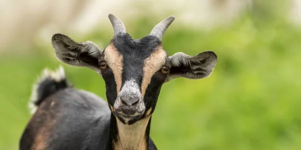 capra pigmee gatita zoo mexic png