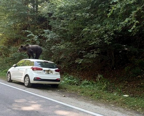 Este unul dintre animalele care ies frecvent la marginea drumului Foto: news.ro