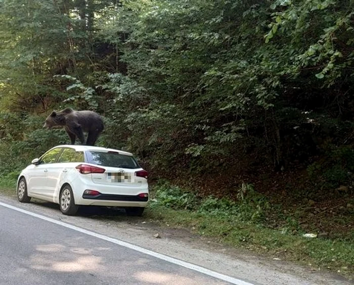 
    Este unul dintre animalele care ies frecvent la marginea drumului Foto: news.ro  