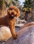 labradoodle shutterstock 1832881750 jpg