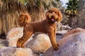 labradoodle shutterstock 1832881750 jpg