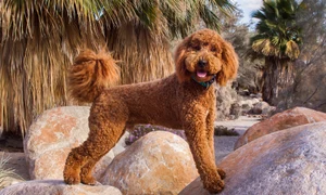 labradoodle shutterstock 1832881750 jpg