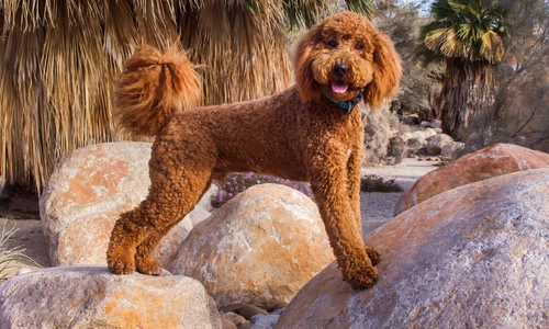 labradoodle shutterstock 1832881750 jpg