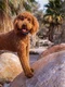 labradoodle shutterstock 1832881750 jpg