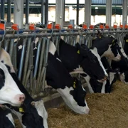 Ferma de vaci Matca. Foto