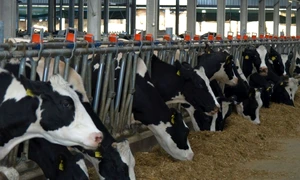 Ferma de vaci Matca. Foto