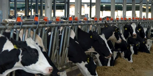 Ferma de vaci Matca. Foto