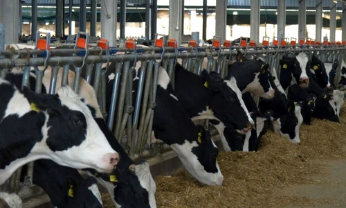 Ferma de vaci Matca. Foto