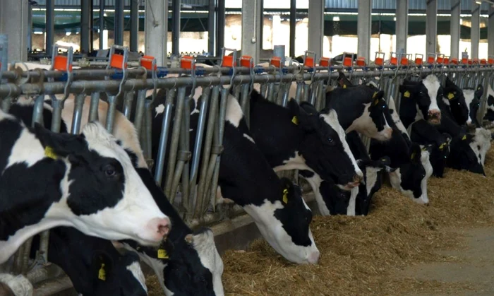 Fermă de vaci foto: arhivă, adevărul