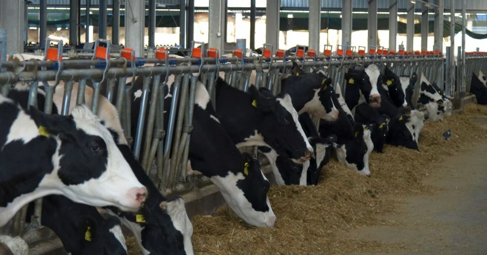 O boală misterioasă a ucis peste 300 de vaci într-o fermă din Elveția, la scurt timp după instalarea unor panouri solare pe grajd