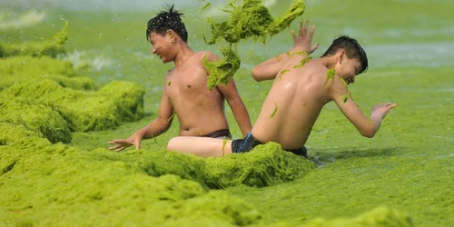 Qingdao - plaja din China acoperită de alge. FOTO Profimedia