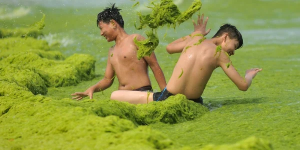 Qingdao - plaja din China acoperită de alge. FOTO Profimedia