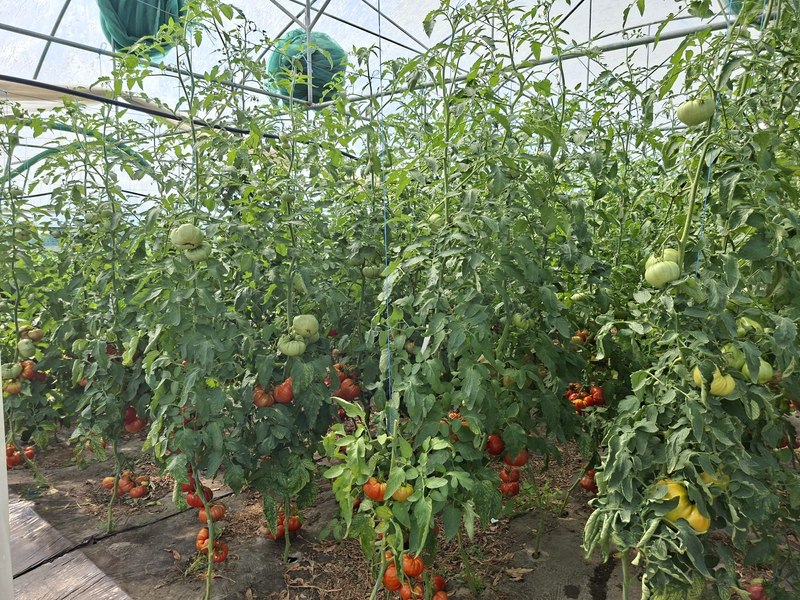 Bondarii și prădătorii, aliații legumicultorilor - cum contribuie la producția de legume savuroase