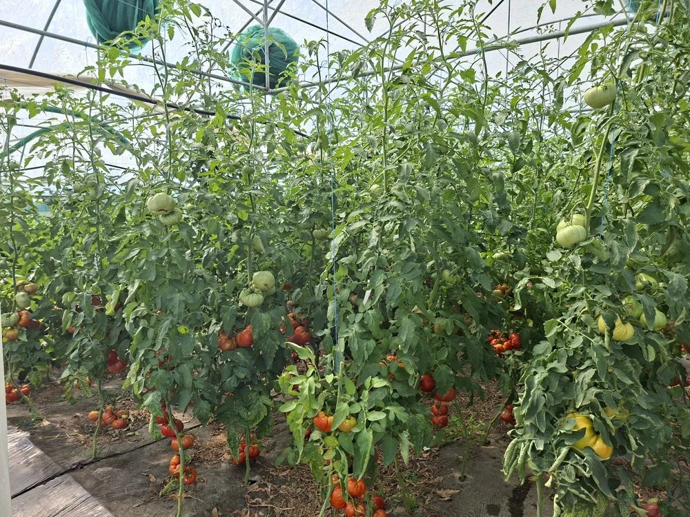 Bondarii și prădătorii, aliații legumicultorilor - cum contribuie la producția de legume savuroase