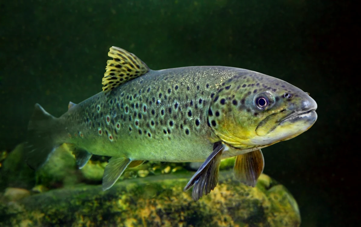 pastrav in apa jpg