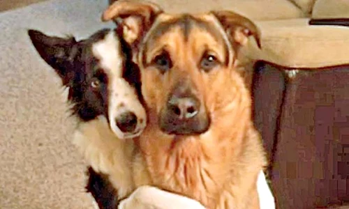 24 peglob caters lottie and grizzly cuddling dogs peforming trick 08 jpeg