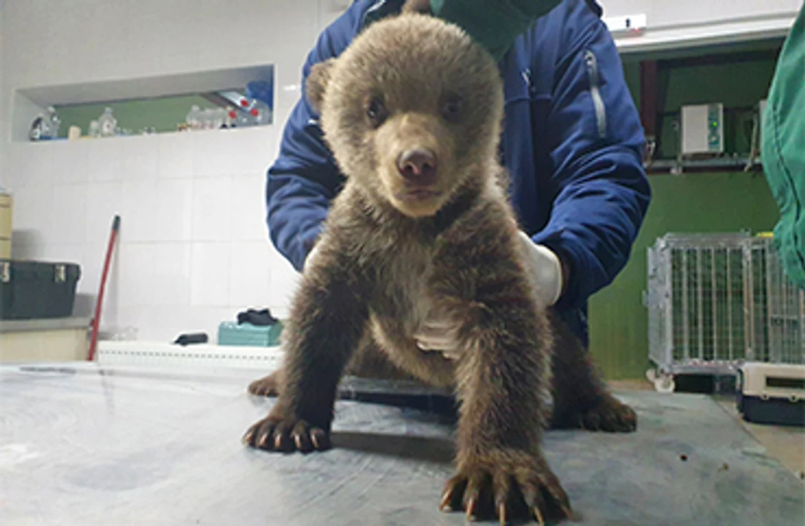 
    Eu sunt mic şi vreau lăpticFotografii: AMP Libearty – Bear Sanctaury / Salvamont România  