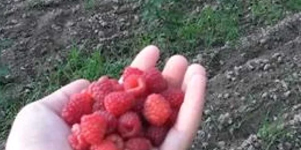 plantatie zmeura