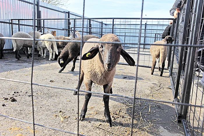 Pasul 1 Clientul îşi alege mielul direct din “staul”