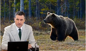 tanczos barna ursi jpg