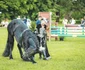 Karpatia Show 1 (23) jpg