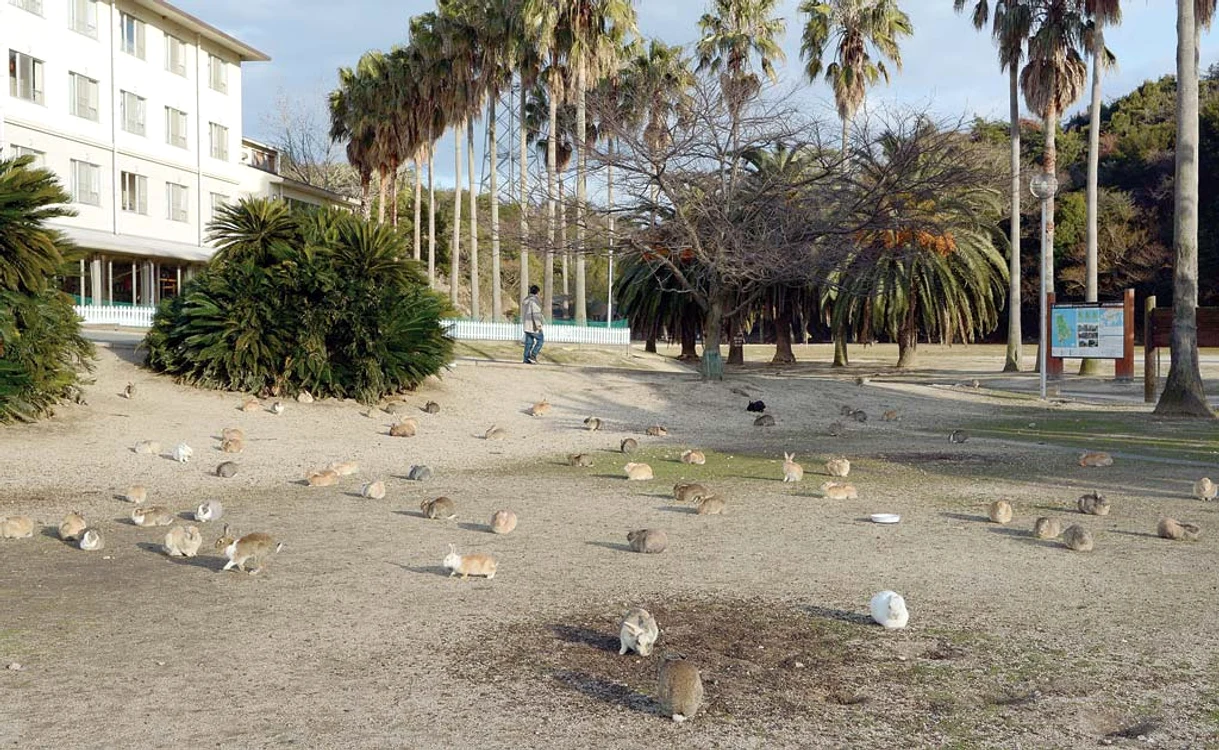Okunoshima a devenit o atracţie turistică foarte căutată datorită urecheaţilorFoto: Rexfeatures