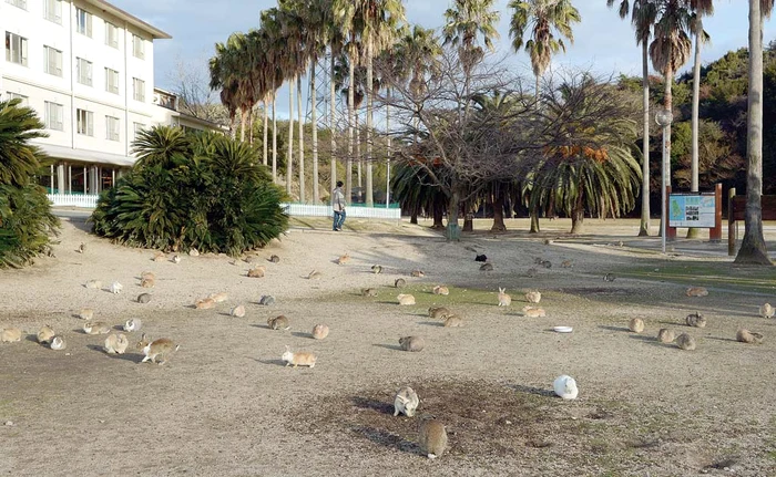Okunoshima a devenit o atracţie turistică foarte căutată datorită urecheaţilorFoto: Rexfeatures