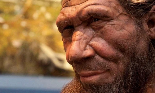 Descoperire inedită! Oamenii de Neanderthal mâncau fructe de mare jpeg