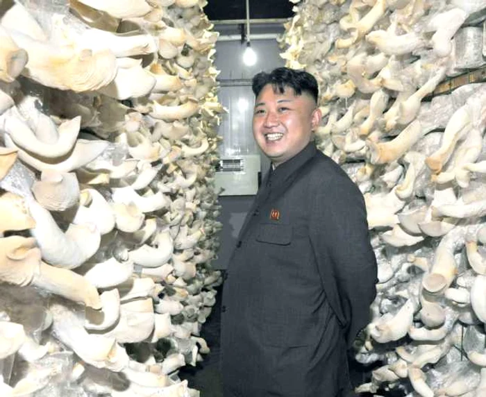 liderul nord-coreean kim Jong-un viziteaza o ferma de ciuperci foto reuters